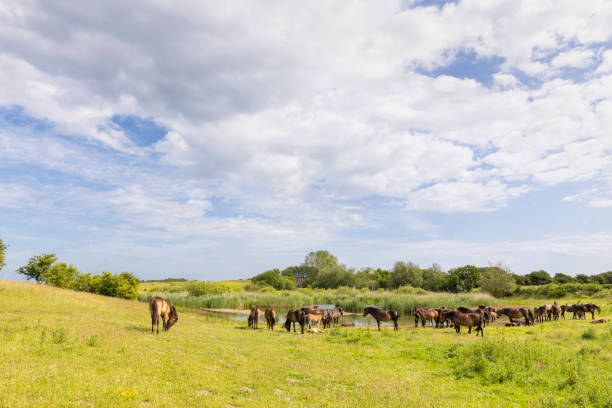 istock Exmoor Pony herd at Langeland, Denmark 1411230061