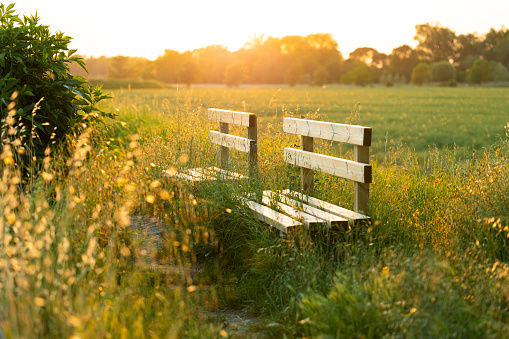 close up view of two benches surrounded by tall green grass and plants in a countryside environment in spring at sunset
