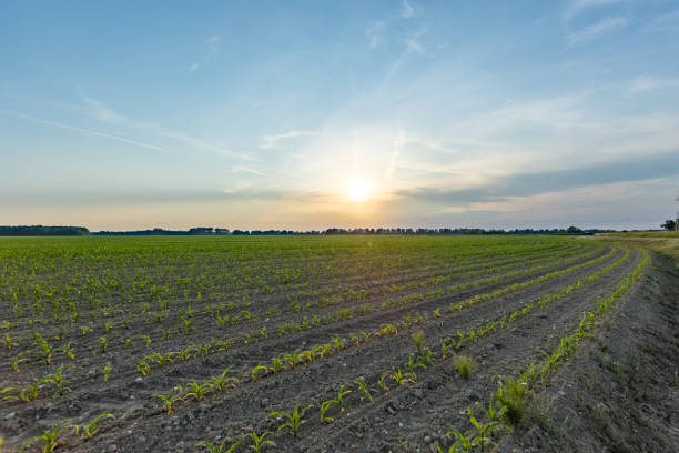 istock panoramic on a cultivated land with little and green unripe corn plants 1411230462