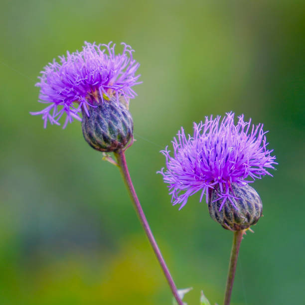 istock Flower buds of the medicinal plant thistle 1411230981