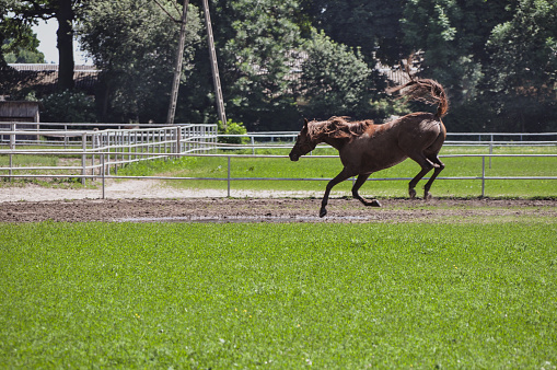 a horse runs and jumps in the meadow in its farm