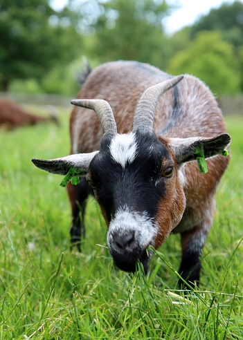 Domesticated goat close up photo. Farm animal portrait. Goat eating grass on the meadow.