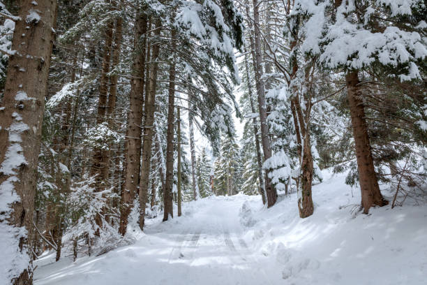 istock mountain road passing through a completely snowy forest in winter 1411231778
