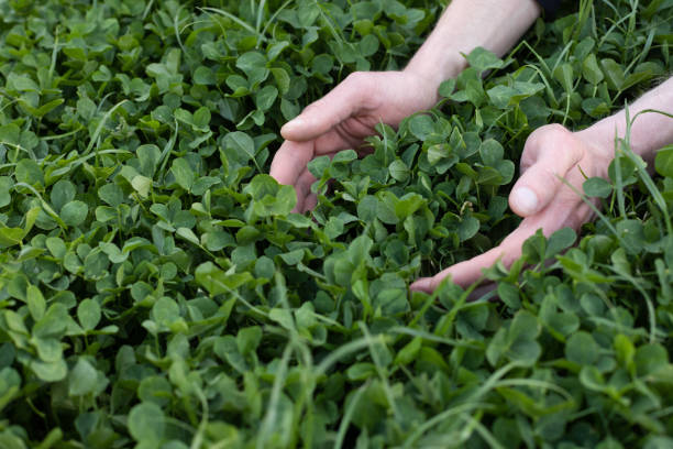 istock Mans hands touching fresh green clover. Farming. 1411231957