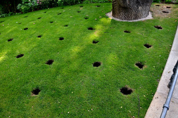 under the crown of the old oak in front of the perennial bed, several circular holes are drilled in the lawn in the soil. these are aeration and drainage hole will be filled with gravel and substrate - aeration imagens e fotografias de stock