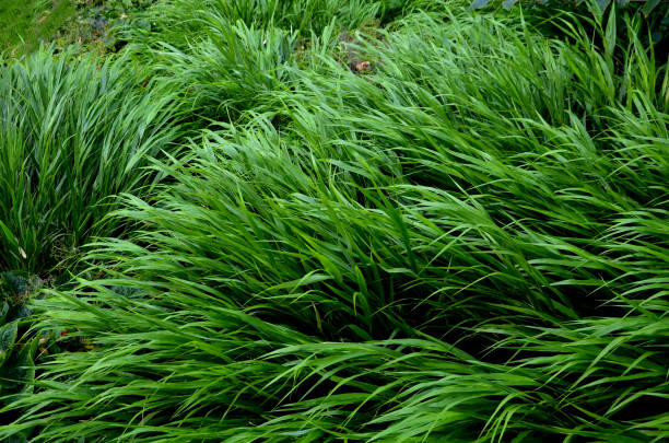 look absolutely luxurious, especially planted in larger bunches or in larger areas. a favorite among garden designers.rich clumps grow that offer fullness, yet softness, an airy effect, shade, garden, aureola, hakonechloa, hakone, macra, shady, undergrowth se ven absolutamente lujosos, especialmente plantados en racimos más grandes o en áreas más grandes. un favorito entre los diseñadores de jardines.ricos grupos crecen que ofrecen plenitud, pero suavidad, un efecto aireado, sombra, jardín
