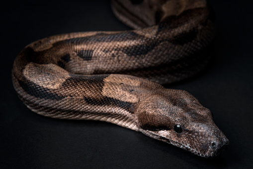 Boa constrictor in front of a white background.