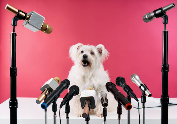 adorabile altoparlante bianco soffice cane tiene conferenza stampa con set di diversi microfoni su sfondo rosa - dog patriotism flag politics foto e immagini stock
