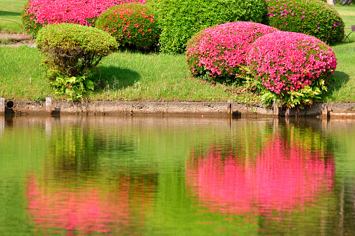 Beautiful and symmetrical reflection of azalea flowers on a pond (from late spring to early summer).