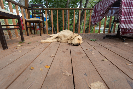Stray dog sleeping on a wood platform, image from ground level.
