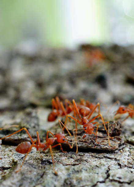 istock Ant nest is a large empire 1411235447