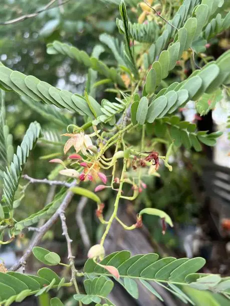 Photo of tamarind flower in nature garden