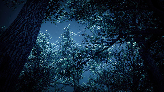 Fabulous spooky tree crowns against the night sky. Forest thicket at night. Scary night forest