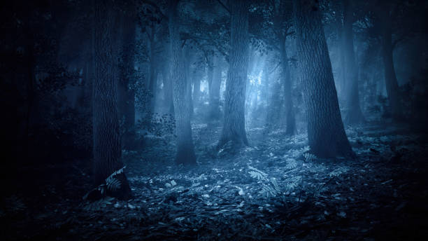 istock A fabulous creepy forest thicket with moonbeams breaking through the crowns of trees. The forest thicket at night. Scary Night Forest 1411235547