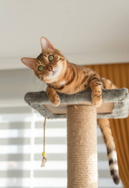 istock A domestic cat plays on the top of a scratching post. 1411235672
