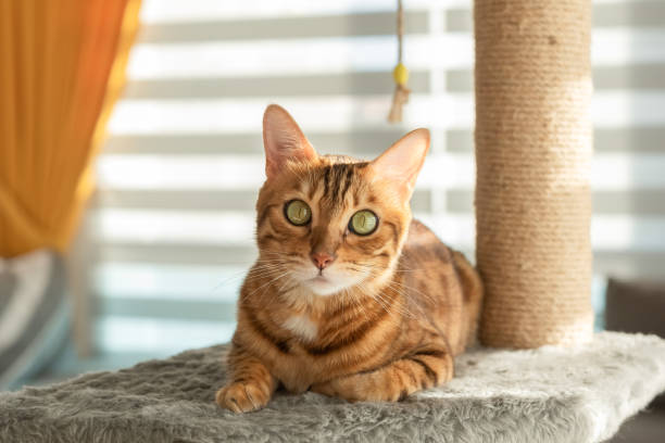 istock Domestic cat is resting on a scratching post. 1411235795
