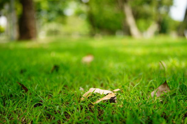 Green lawn with autumn dry leaves