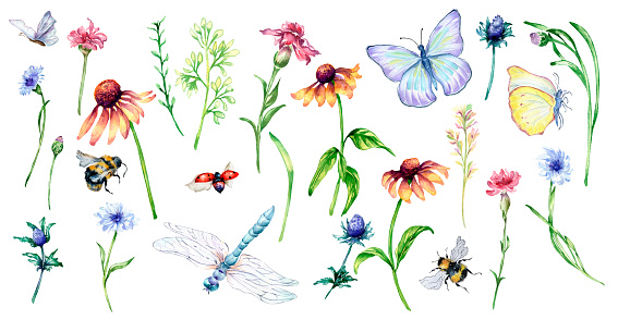 Set of meadow purple, red, blue flowers, butterfly, dragonfly watercolor illustration isolated. Coneflower, insect, wildflowers hand painted. Design element for greeting cards, fabric, tableware