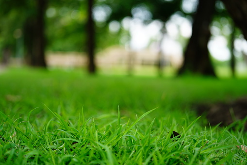 Backyard Green grass under trees close-up view