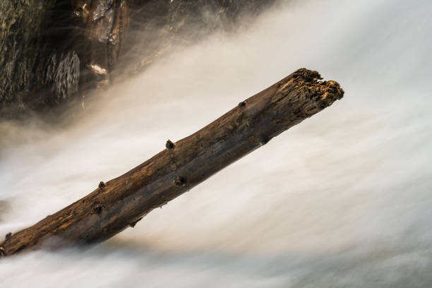 The trunk of an old fir tree was torn out of the mountain forest by the storm and is now stuck in a waterfall.