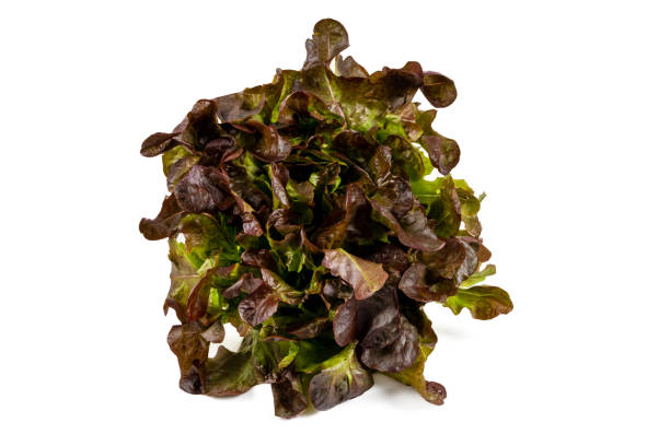 istock Newly harvested fresh lettuce on isolated white background 1411237027