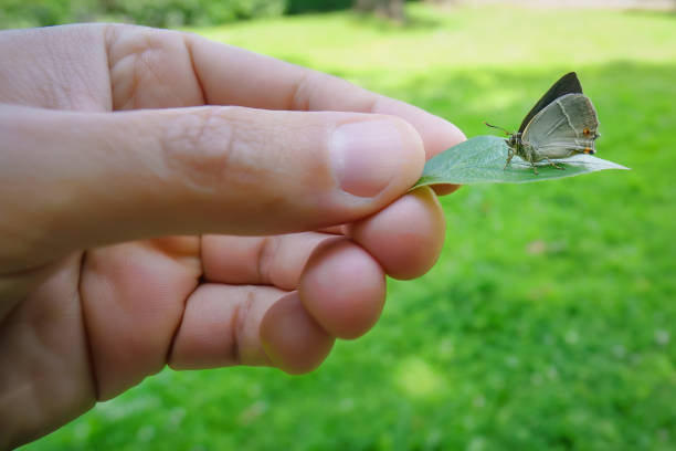 istock butterfly on leaf in hand - save fragile eco systems 1411238384
