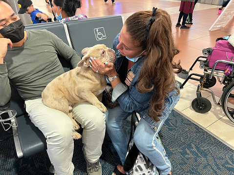 West Palm Beach, United States-November 20, 2021: Couple is at the airport waiting to board a flight. They are traveling with their French Bulldog. French Bulldogs are a very popular breed of designer dogs. They are very expensive. Many people choose to travel with their pets and take them with them when they fly. The pets must remain in pet carriers on the airplane.
