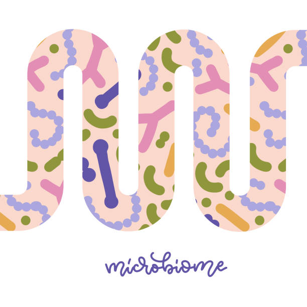 Gut microbiome banner with abstarct guts. Human intestine microbiota with healthy probiotic bacteria. Flat vector abstract medicine illustration of microbiology checkup. Gut microbiome banner with abstarct guts. Human intestine microbiota with healthy probiotic bacteria. Flat abstract medicine illustration of microbiology checkup prebiotic probiotic stock illustrations