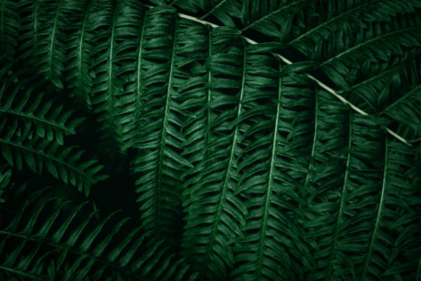 istock Dark green tropical leaf group background panoramic background concept of nature 1411239008
