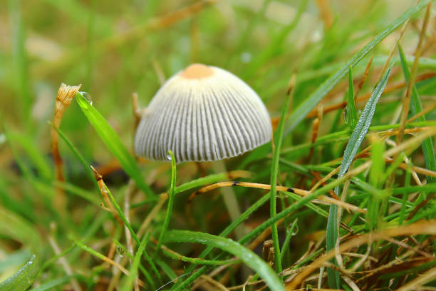 Fairy Ink Cap Mushrooms - Fairy Parasol (Pelated Ink Cap) Parasola plicatilis Fairy Parasol (Pelated Ink Cap) Parasola plicatilis 
Growing in grass/mulch in Michigan, United States. psathyrellaceae stock pictures, royalty-free photos & images