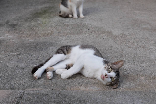 istock Image of a cute face kitten lying down 1411242473
