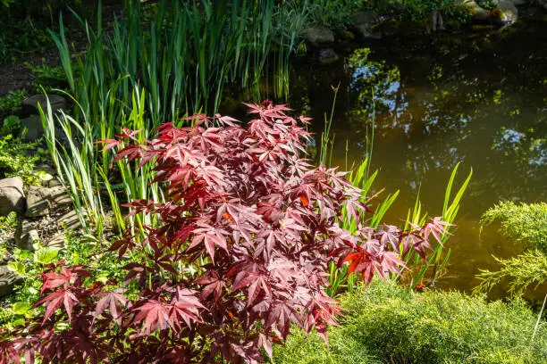 Japanese maple Acer palmatum Atropurpureum on bank of garden pond. Blurred background. Young red leaves glow in spring morning sun. Spring landscape. Nature concept for design. Selective focus.