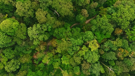 Vista aérea de arriba hacia abajo de drones sobre la selva tropical photo