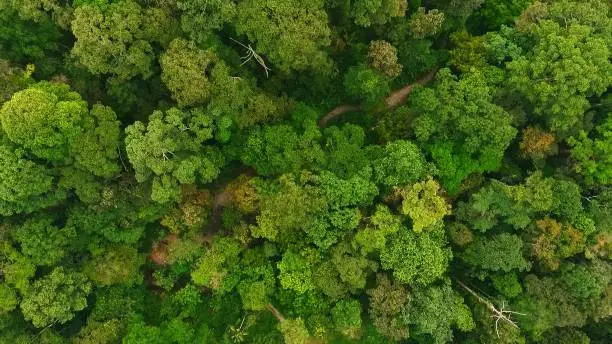 Aerial flight over fresh healthy grown green tropical Rainforest during rainy monsoon season in southern Thailand. overhead wide scenic wilderness and tree tops in drone top down view.