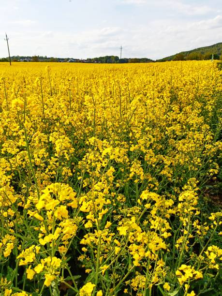istock Yellow raps flowers 1411243994