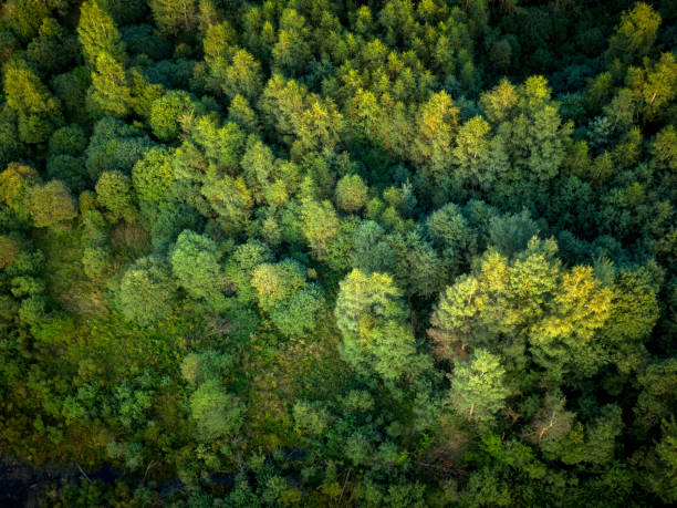 istock Treetops directly above drone point of view 1411244129