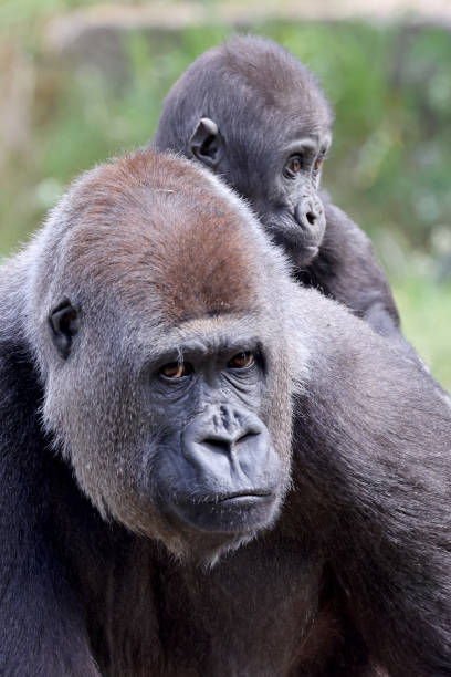Western Lowland Gorilla with baby