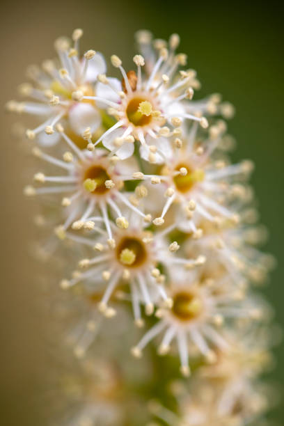 istock beautiful white flowers, macro, close-up 1411244360