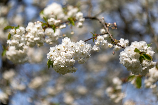 beautiful white flowers of a spring tree, macro, close-up