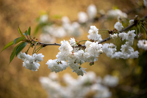 beautiful white flowers of a spring tree, macro, close-up