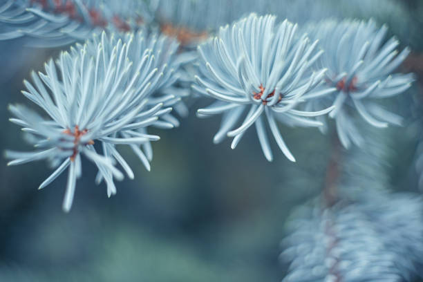 Close-up of beautiful natural branches of bright colored blue fir or Glauca globosa growing outdoors. Selective soft focus. Atmospheric creative blurry background with branch framing and copy space.