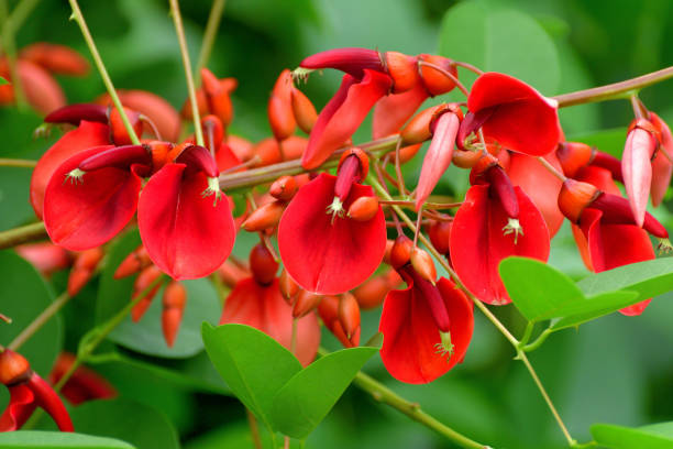 istock Erythrina crista-galli / Coral Tree Flower 1411245185