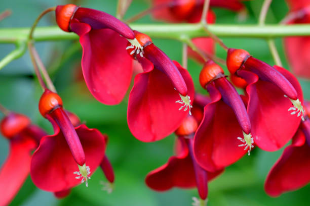 istock Erythrina crista-galli / Coral Tree Flower 1411245217