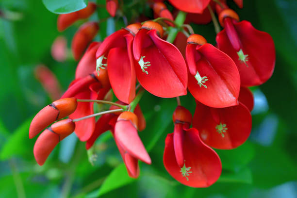 Erythrina crista-galli / Coral Tree Flower