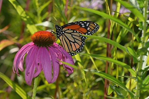 Monarch butterfly on eastern coneflower in pollinator meadow,  midsummer. Taken in Connecticut.