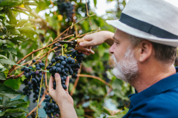 istock Senior man harvesting grapes in the vineyard 1411246260