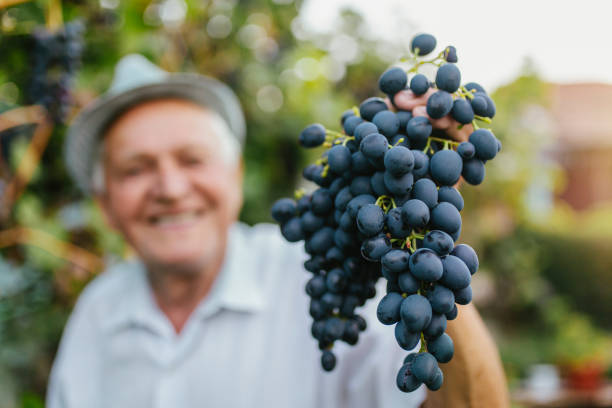 Senior man harvesting grapes in the vineyard stock photo