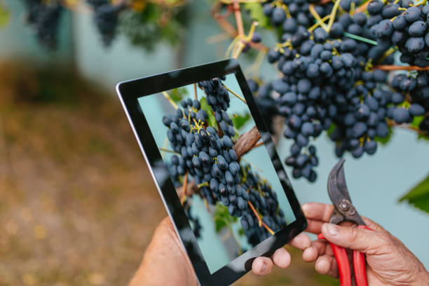 istock Farmer examines the vineyard and sends data to the cloud from the tablet. 1411247074