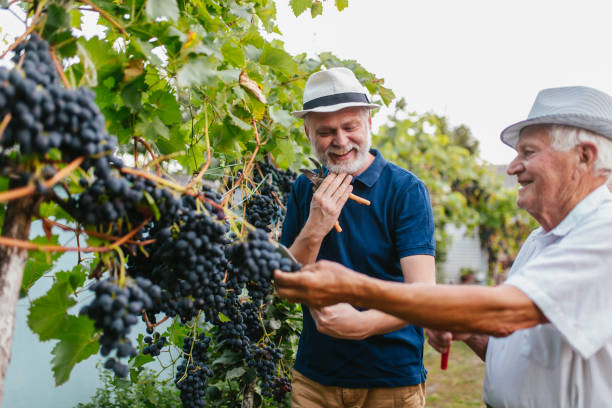 starsi mężczyźni zbierający winogrona w winnicy - senior adult caucasian farmer grape harvesting zdjęcia i obrazy z banku zdjęć