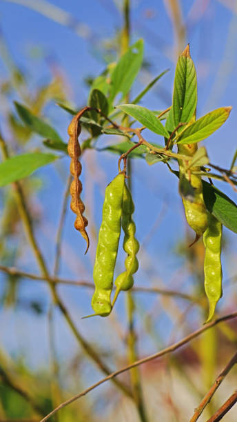 カヤヌス・カジャン - pigeon pea” ストックフォトと画像